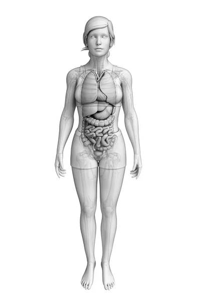 Sistema digestivo de la anatomía femenina — Foto de Stock