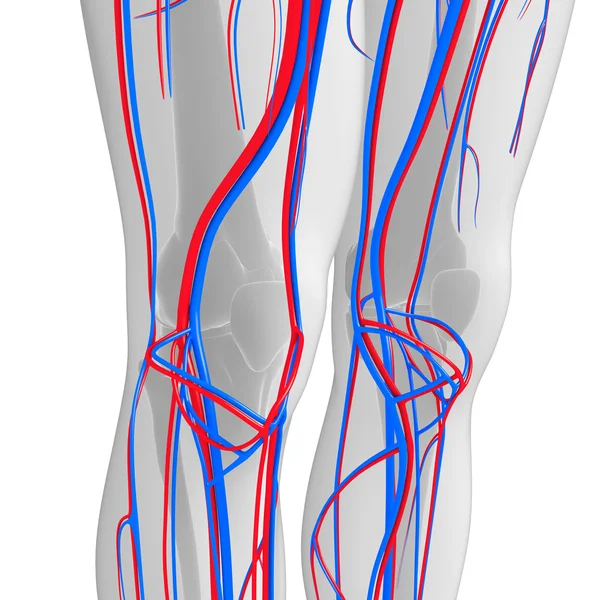 Sistema circulatorio de rodilla — Foto de Stock