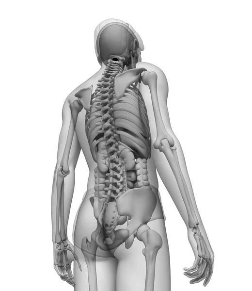 Digestive system of male anatomy — Stock Photo, Image