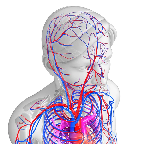 Sistemul circulator al creierului — Fotografie, imagine de stoc