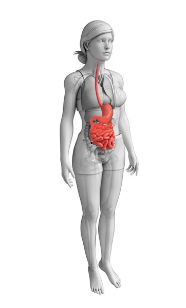 Anatomia cienkiego kobieta — Zdjęcie stockowe