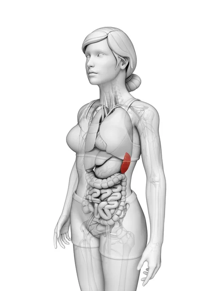 Kadın dalak anatomisi — Stok fotoğraf