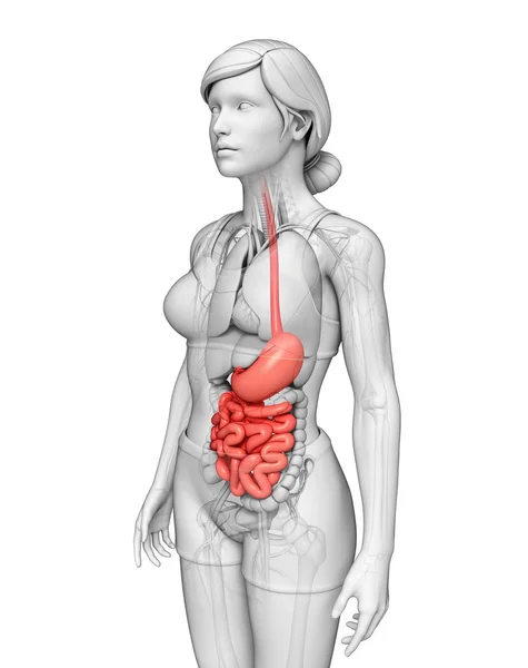 Small intestine anatomy of female — Stock Photo, Image