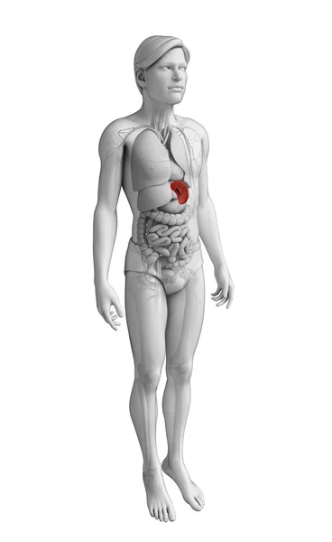 Anatomia mężczyzna śledziony — Zdjęcie stockowe