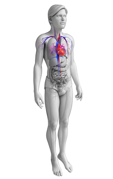 Mannelijke hart anatomie — Stockfoto