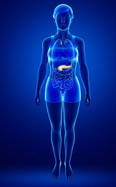 Female pancreas anatomy — Stock Photo, Image