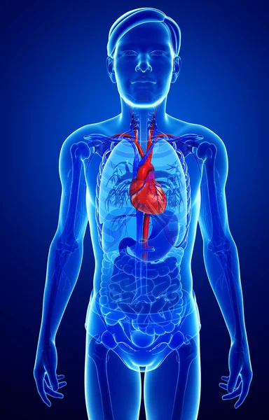 Male heart anatomy — Stock Photo, Image