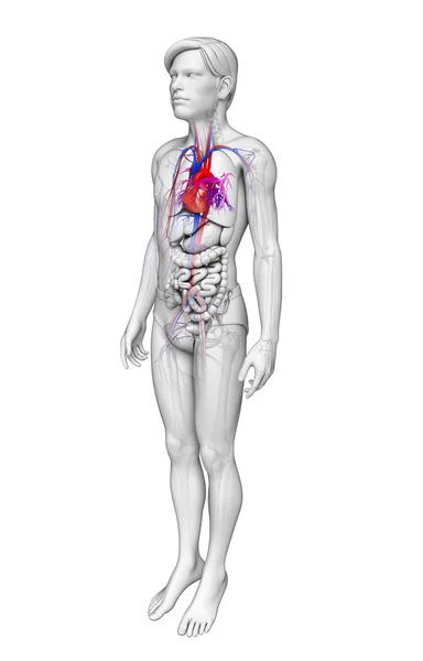 Erkek kalp anatomisi — Stok fotoğraf