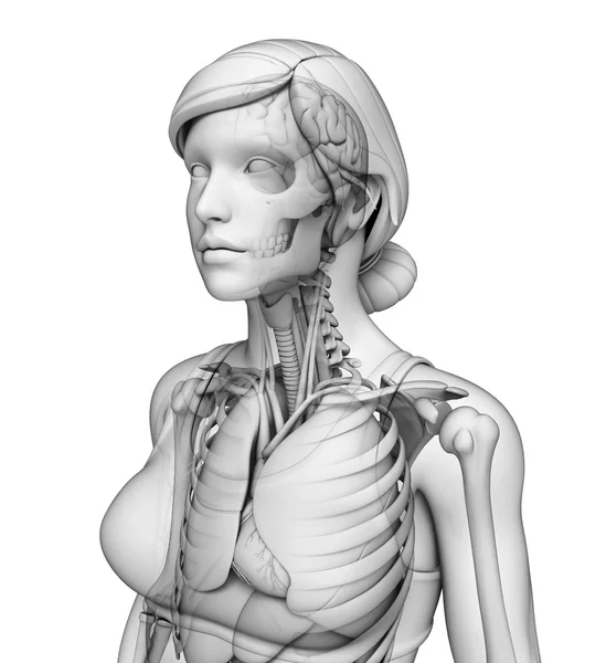 Ανθρώπινο σώμα Αναπνευστικό σύστημα — Stockfoto