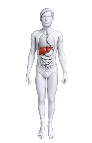 Anatomía hepática masculina — Foto de Stock