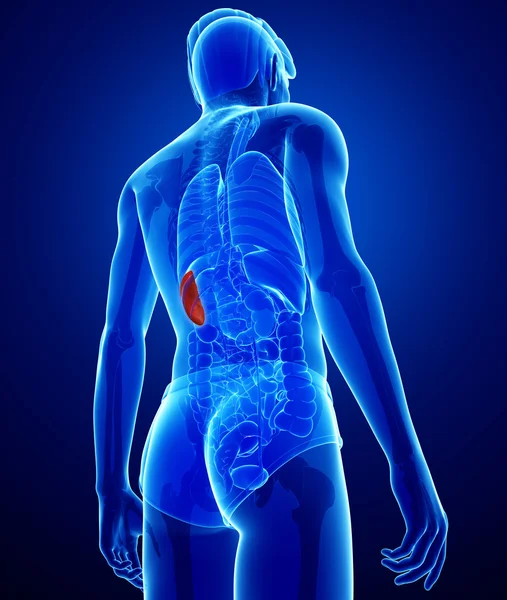 Male spleen anatomy — Stock Photo, Image