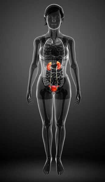 Female urinary system — Stock Photo, Image