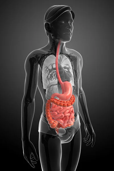 Anatomía del intestino delgado del varón —  Fotos de Stock