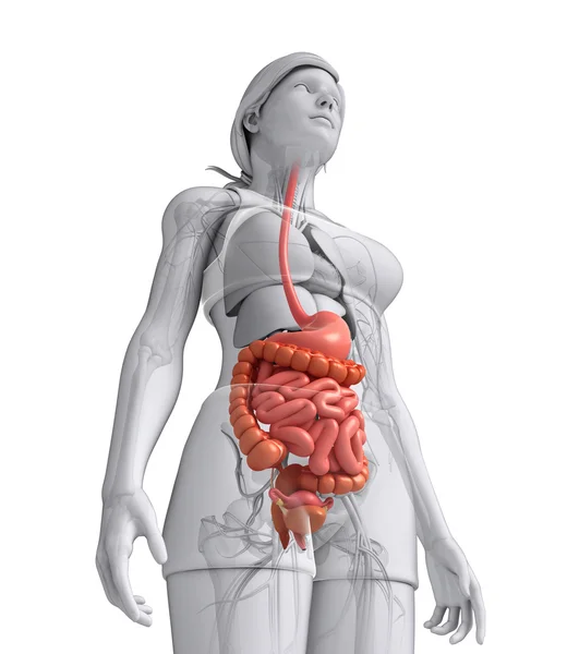 Anatomía del intestino delgado de la mujer — Foto de Stock