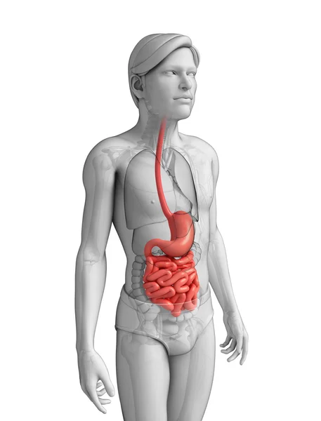 Small intestine anatomy of male — Stock Photo, Image
