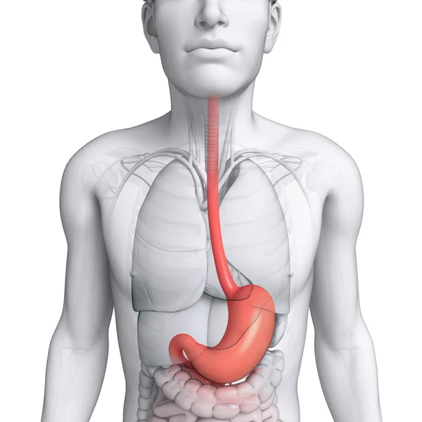 Anatomia dello stomaco del maschio — Foto Stock