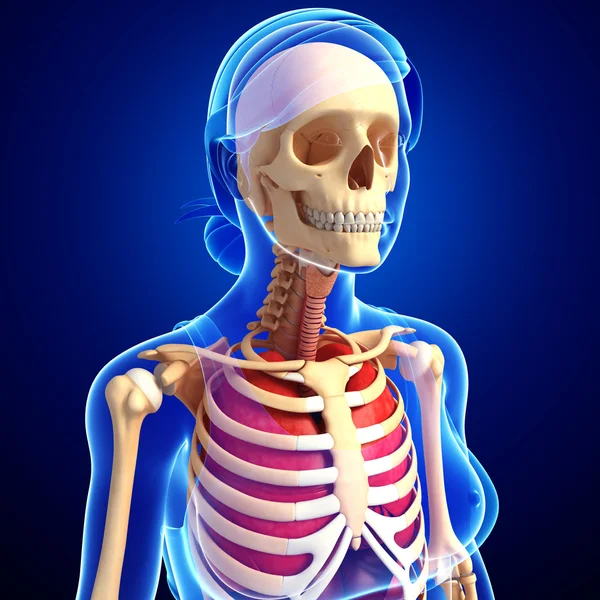 Female lungs and skeleton artwork — Stock Photo, Image