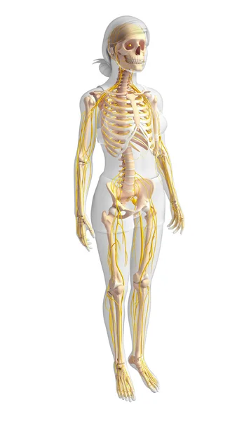 Squelette humain vue latérale — Photo