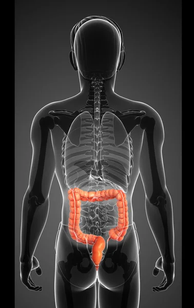 Male large intestine anatomy — Stock Photo, Image