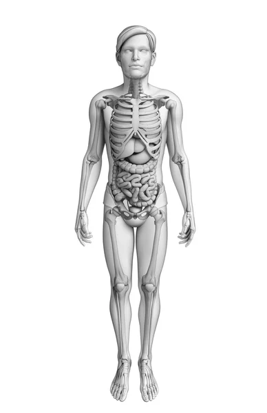 男性の解剖学の消化器系 — ストック写真