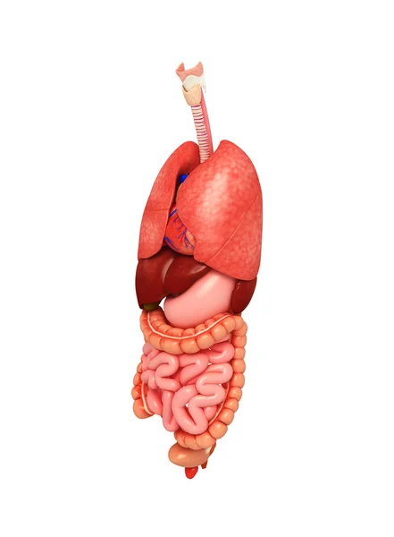 Spijsverteringsstelsel van menselijk lichaam — Stockfoto