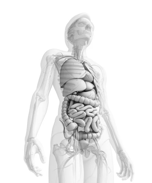 Digestive system of male anatomy — Stock Photo, Image