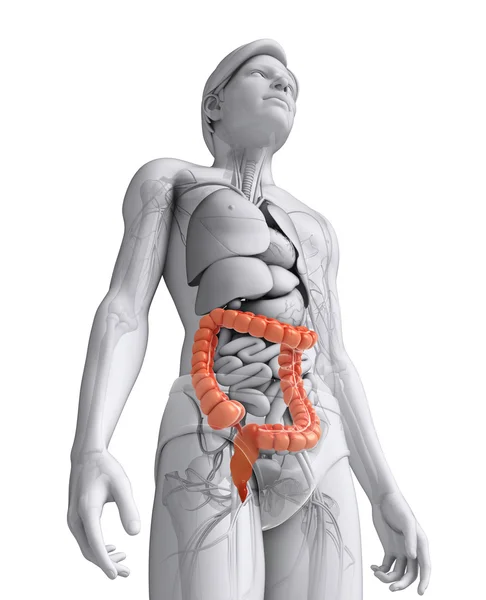 Anatomía del intestino grueso masculino — Foto de Stock