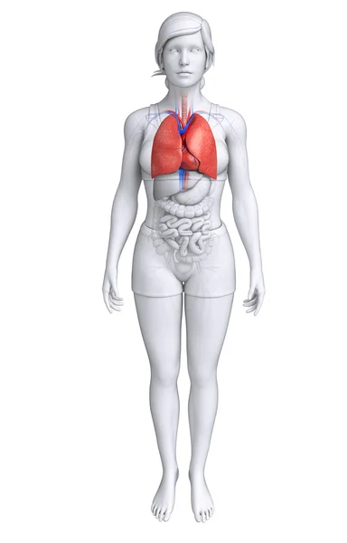 Anatomia dei polmoni femminili — Foto Stock