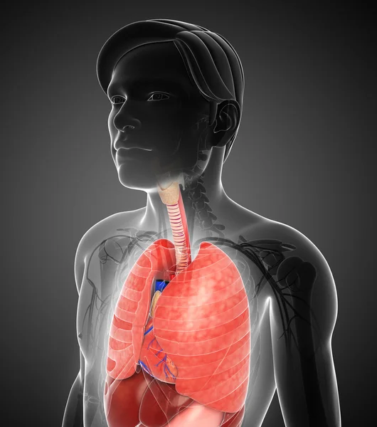 Male lungs anatomy — Stock Photo, Image