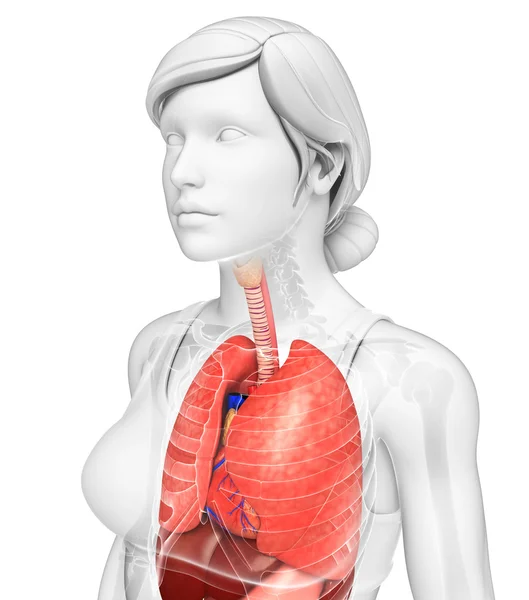 Anatomía pulmonar femenina —  Fotos de Stock