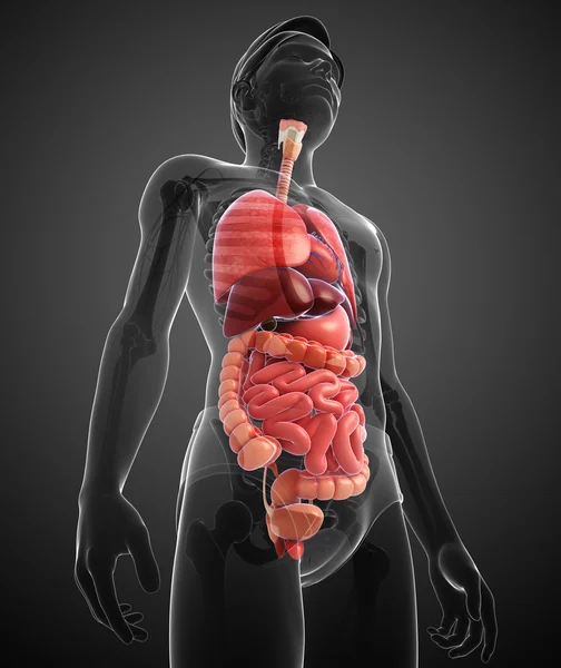 Digestive system of male body — Stock Photo, Image