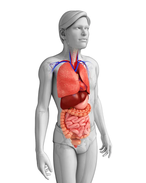 Sistema digestivo del cuerpo masculino —  Fotos de Stock
