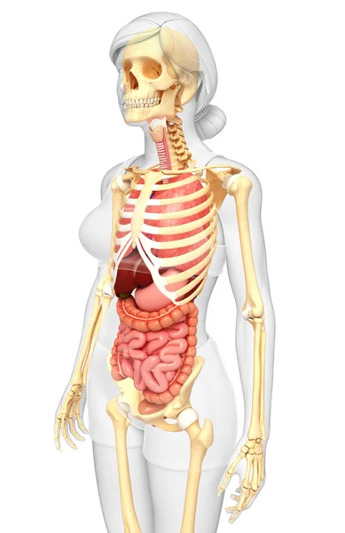 Female skeleton and digestive system — Stock Photo, Image