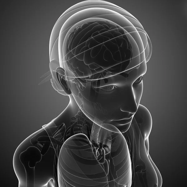 Female xray brain anatomy artwork — Stock Photo, Image