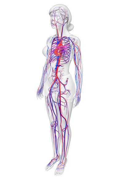 Female circulatory system — Stock Photo, Image