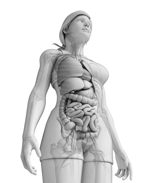 Sistema digestivo de la anatomía femenina — Foto de Stock