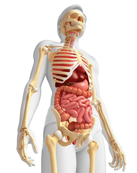 Männliches Skelett und Verdauungssystem — Stockfoto