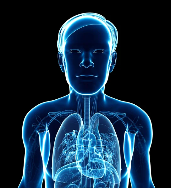 Male x-ray respiratory ststem artwork — Stock Photo, Image