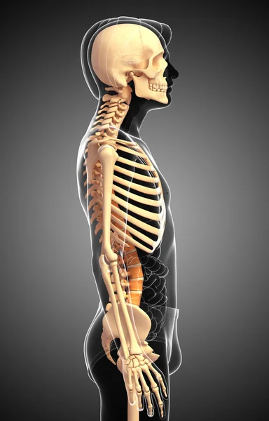Скелет человека вид сбоку — стоковое фото