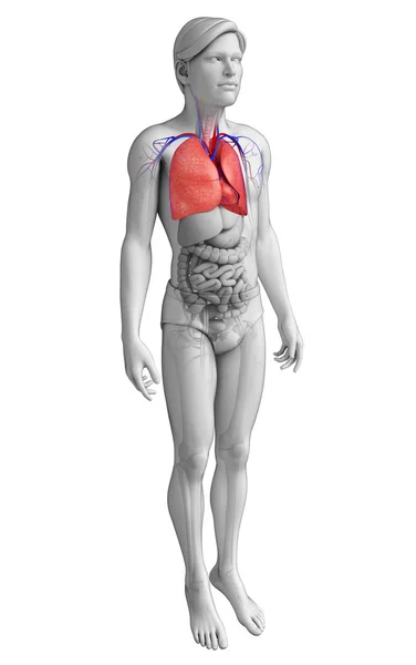 Anatomia polmonare maschile — Foto Stock