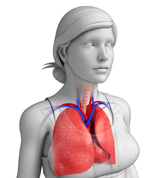 Erkek akciğerler anatomi — Stok fotoğraf