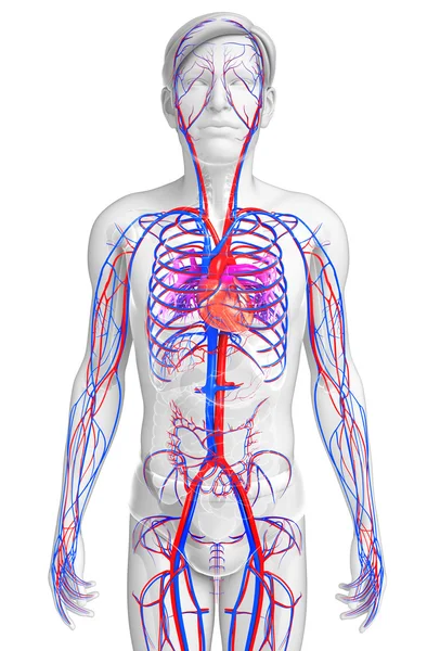 Erkek dolaşım sistemi — Stok fotoğraf