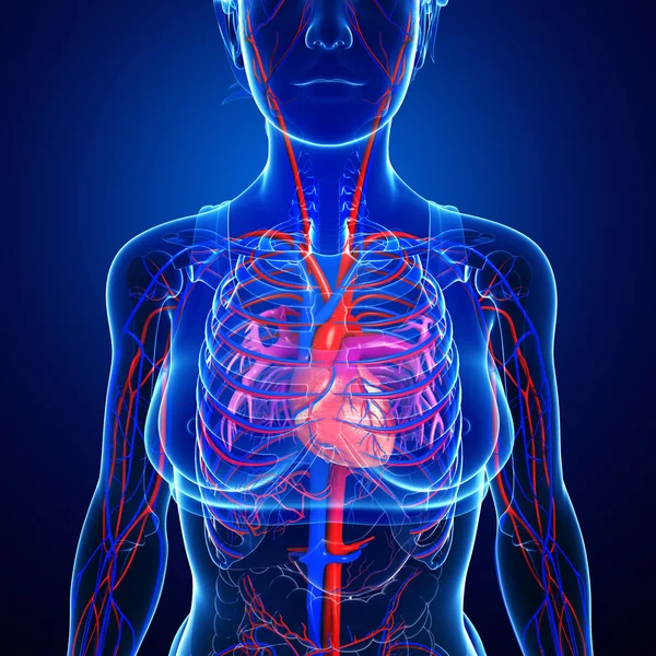 Жіноче серце кровообігу — стокове фото