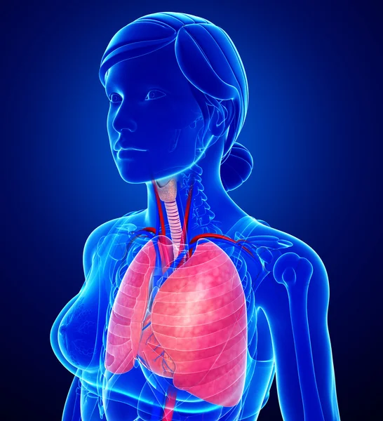 Pulmones masculinos anatomía — Foto de Stock