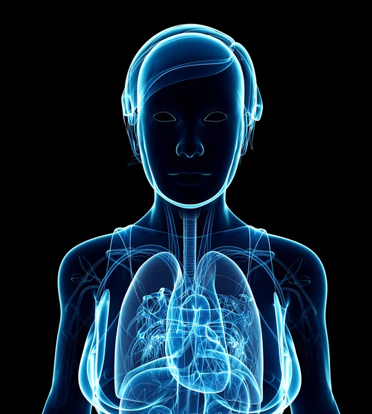 Obra artística del sistema respiratorio de rayos X femenino — Foto de Stock