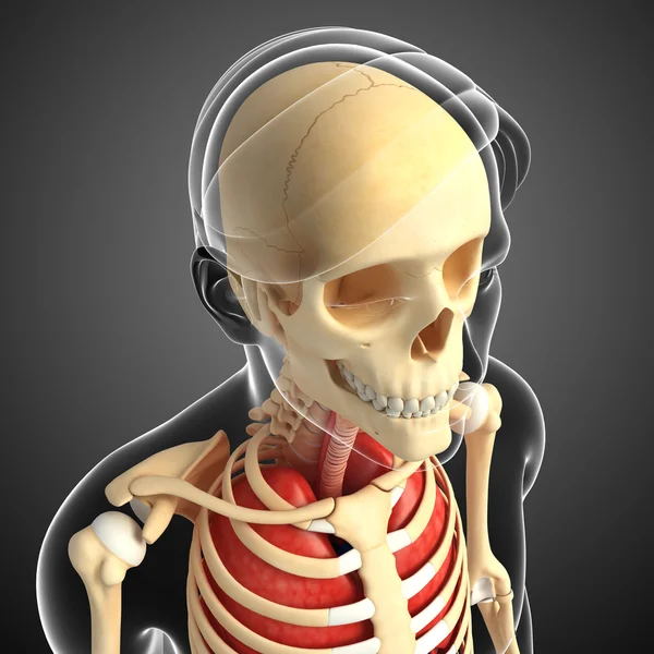 Human head anatomy — ストック写真