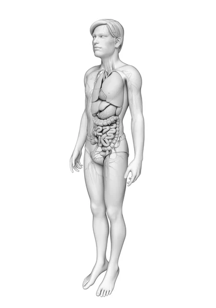 Spijsverteringsstelsel van de mannelijke anatomie — Stockfoto