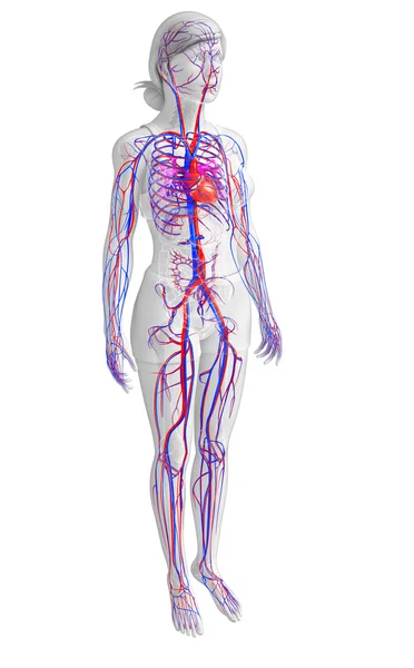 Female circulatory system — Stock Photo, Image