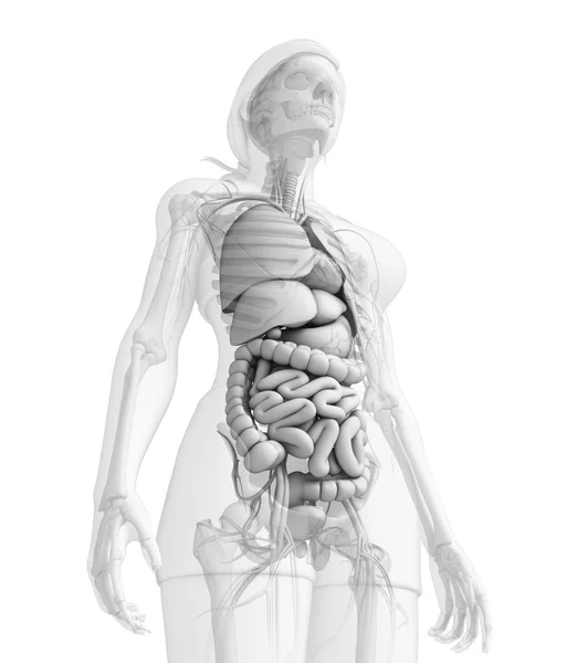 Trávicí systém ženské anatomie — Stock fotografie