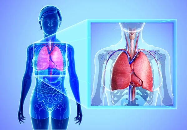 Anatomie der menschlichen Lungen — Stockfoto